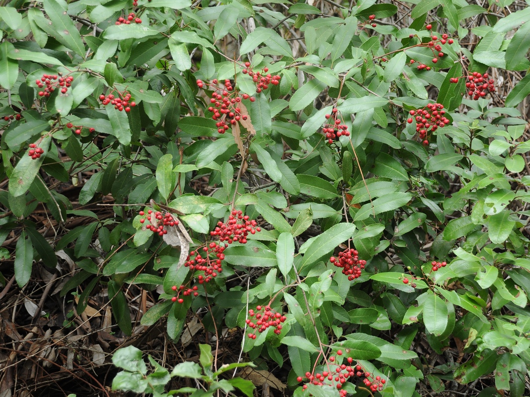 Image of Heteromeles arbutifolia specimen.