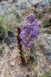 Orobanche coerulescens