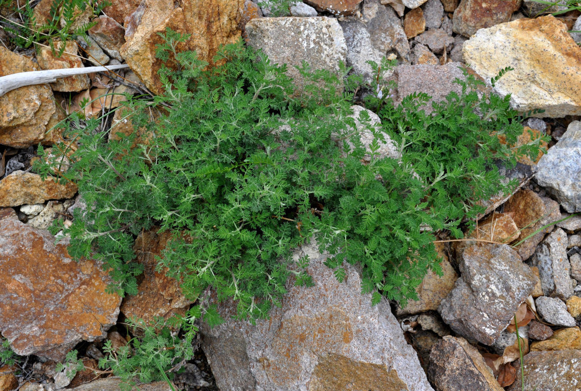 Image of Artemisia stechmanniana specimen.