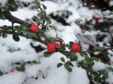 Cotoneaster microphyllus