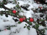 Cotoneaster microphyllus. Ветвь плодоносящего растения. Украина, г. Львов, дендропарк НЛТУ, экспозиция кустарников, в культуре. 05.01.2020.