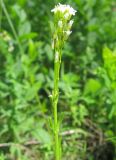 Arabis borealis. Верхушка цветущего растения. Окр. Томска, остепнённый луг. 26.06.2010.