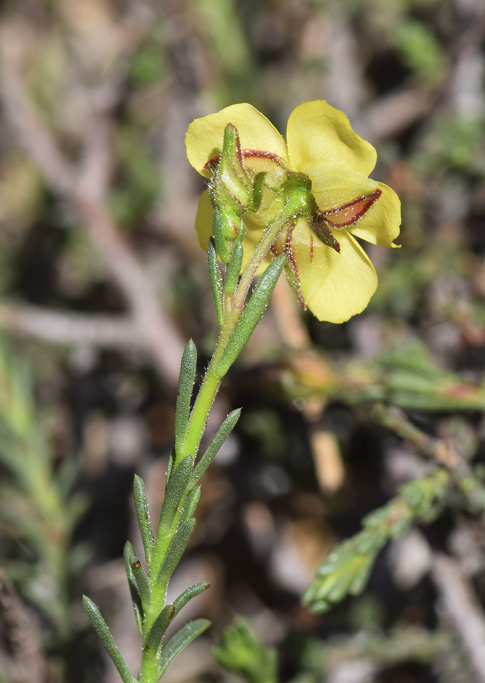 Изображение особи Fumana ericifolia.