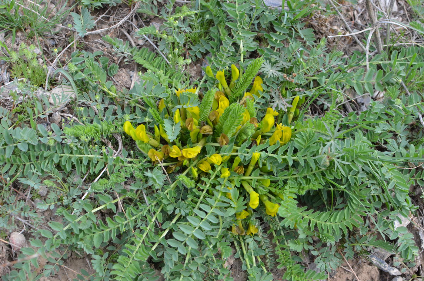 Изображение особи Astragalus macronyx.