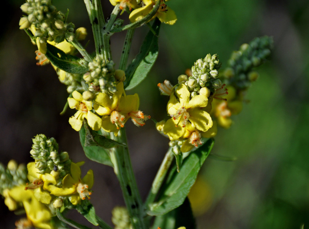 Изображение особи Verbascum lychnitis.