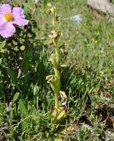 Ophrys flavomarginata