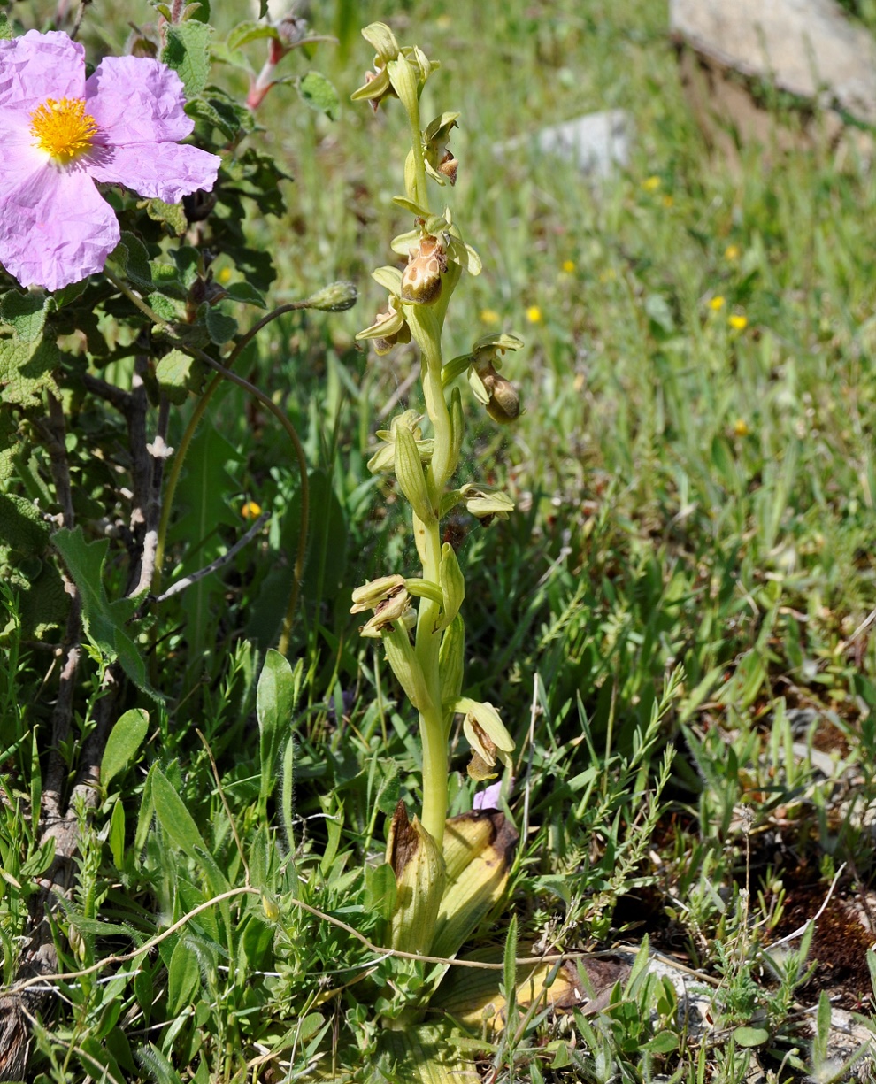 Image of Ophrys flavomarginata specimen.