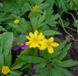 Anemone ranunculoides