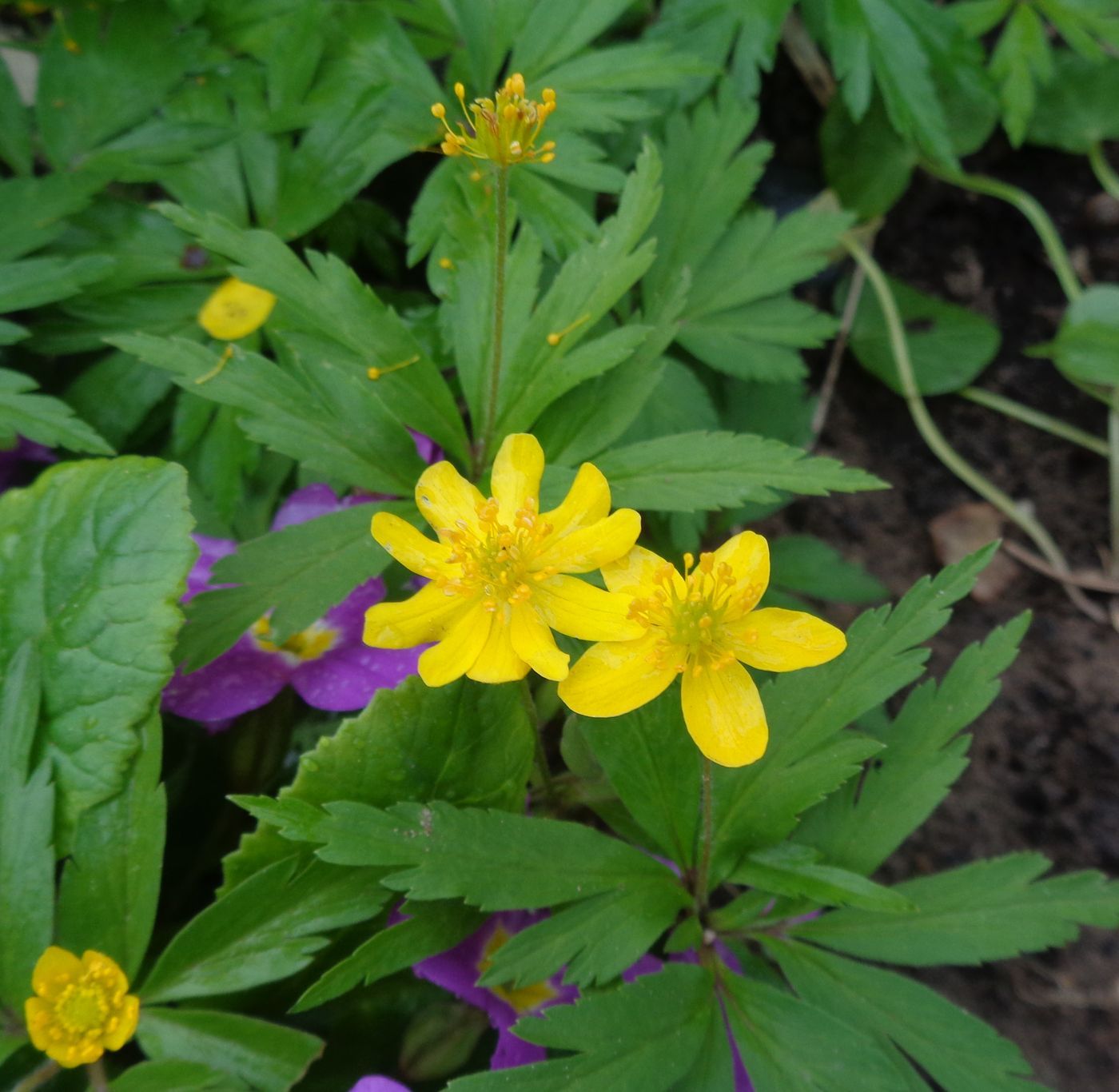 Изображение особи Anemone ranunculoides.