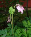 Dicentra formosa