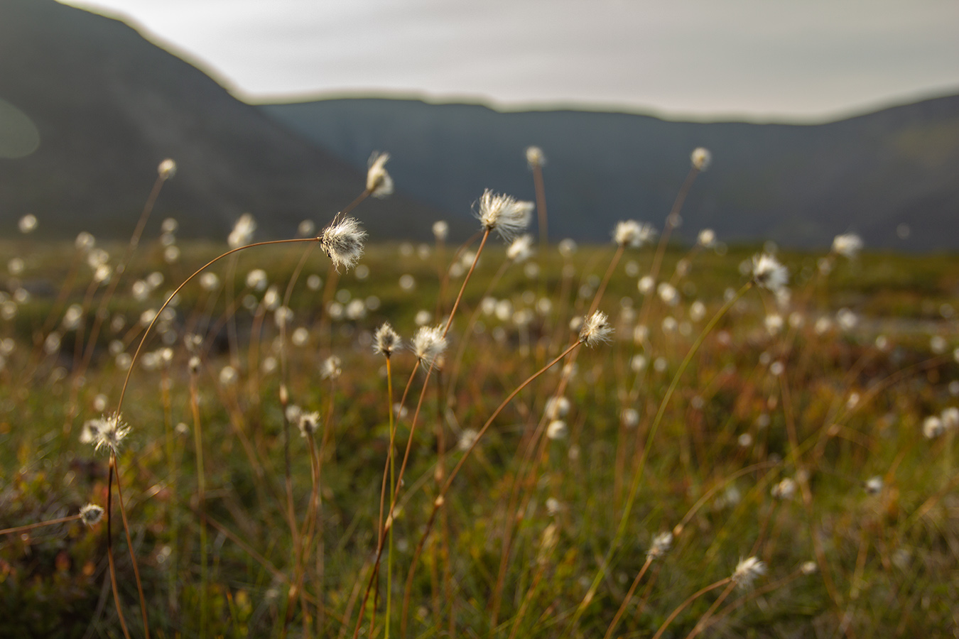 Изображение особи род Eriophorum.