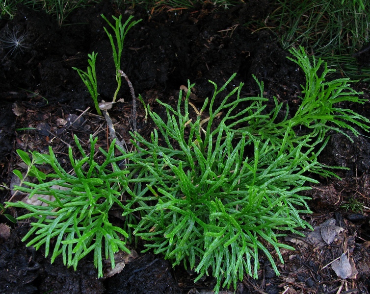 Image of Diphasiastrum complanatum specimen.
