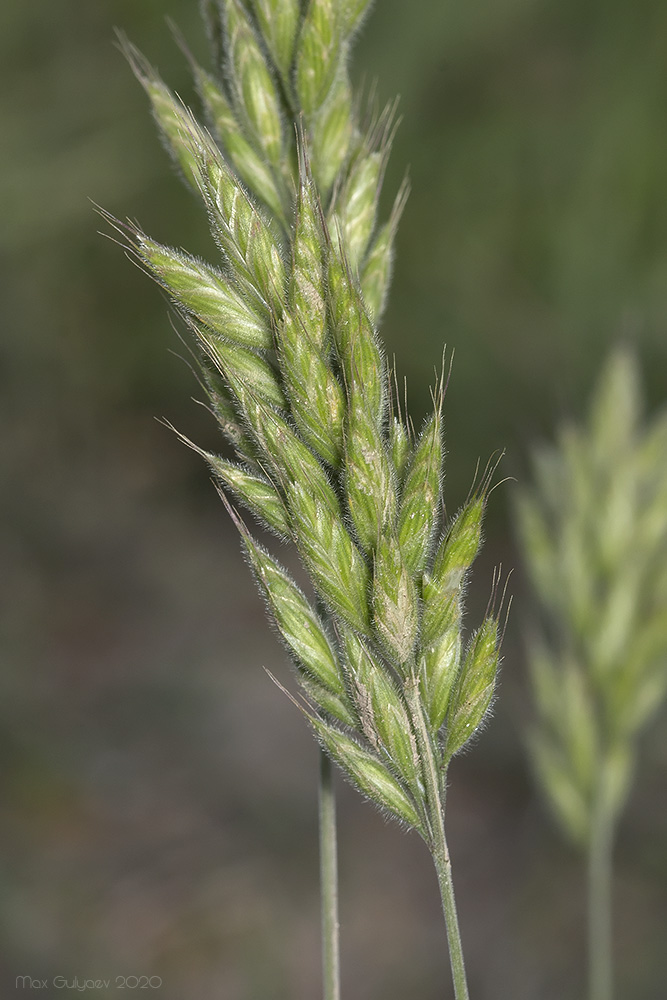 Image of Bromus hordeaceus specimen.