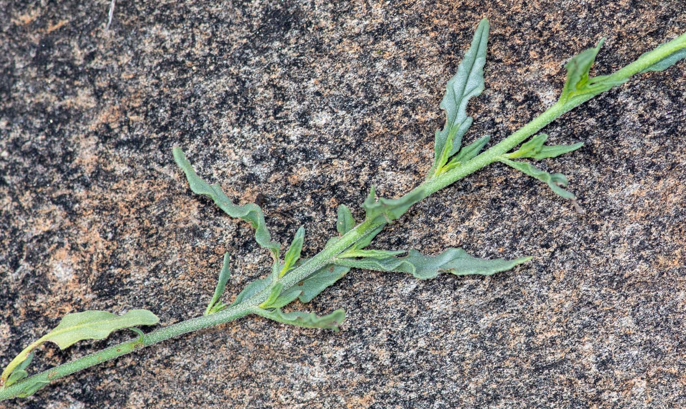 Image of Heliotropium ciliatum specimen.