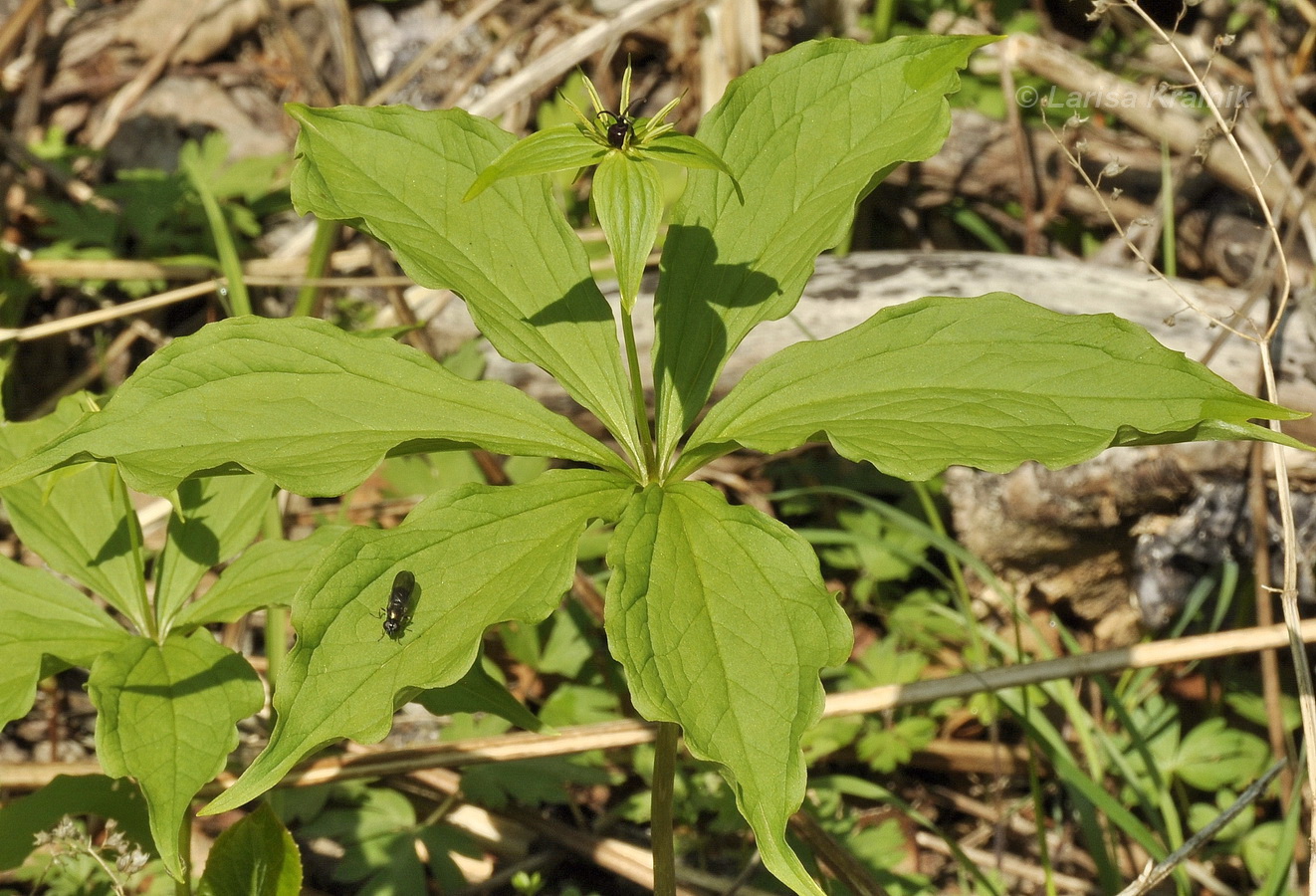 Image of Paris verticillata specimen.