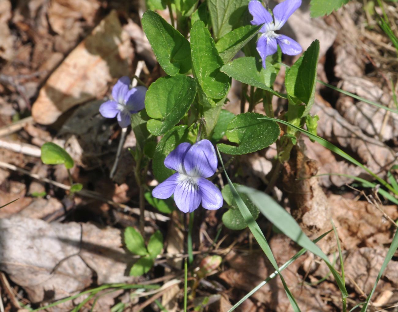 Image of Viola canina specimen.