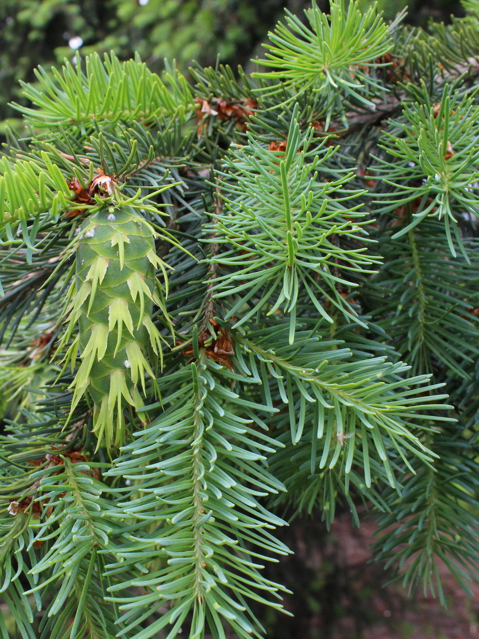 Image of Pseudotsuga menziesii specimen.