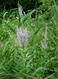 Veronicastrum sibiricum. Цветущие растения. Хабаровский край, окр. с. Галкино, в полосе между дорогой и лесом. 22.07.2019.