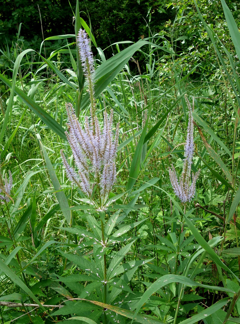 Изображение особи Veronicastrum sibiricum.