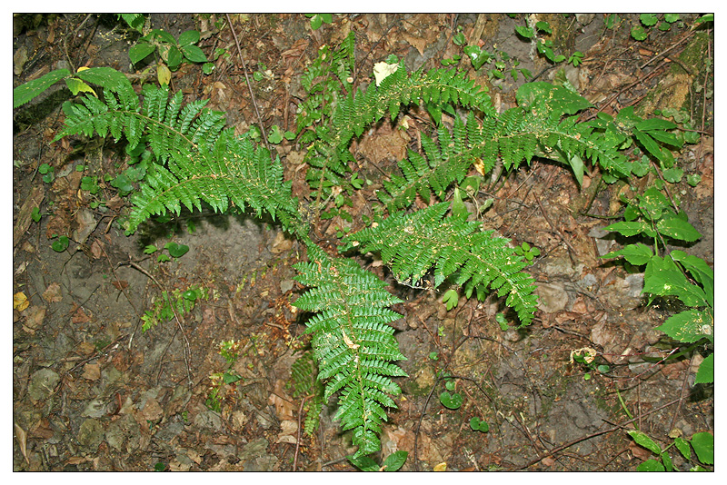 Image of Polystichum braunii specimen.