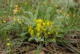 Astragalus atrovinosus