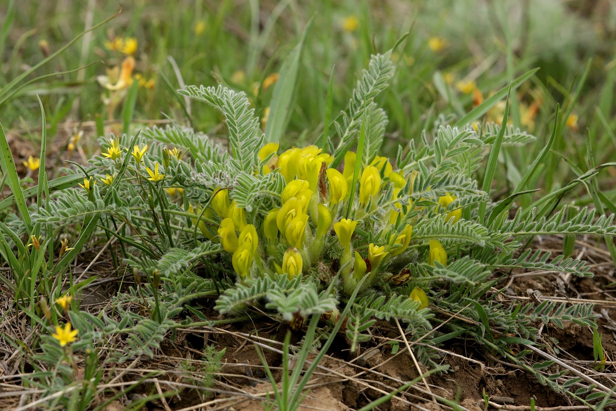 Image of Astragalus atrovinosus specimen.