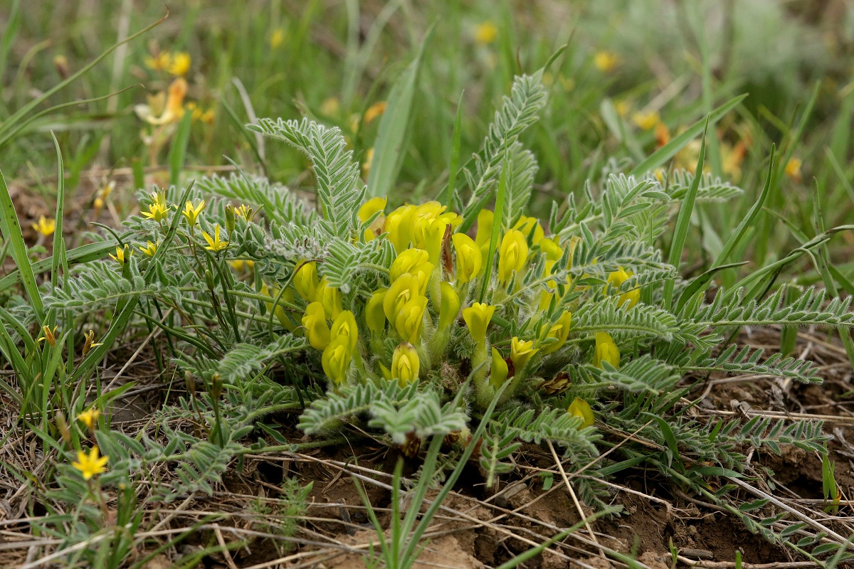 Изображение особи Astragalus atrovinosus.