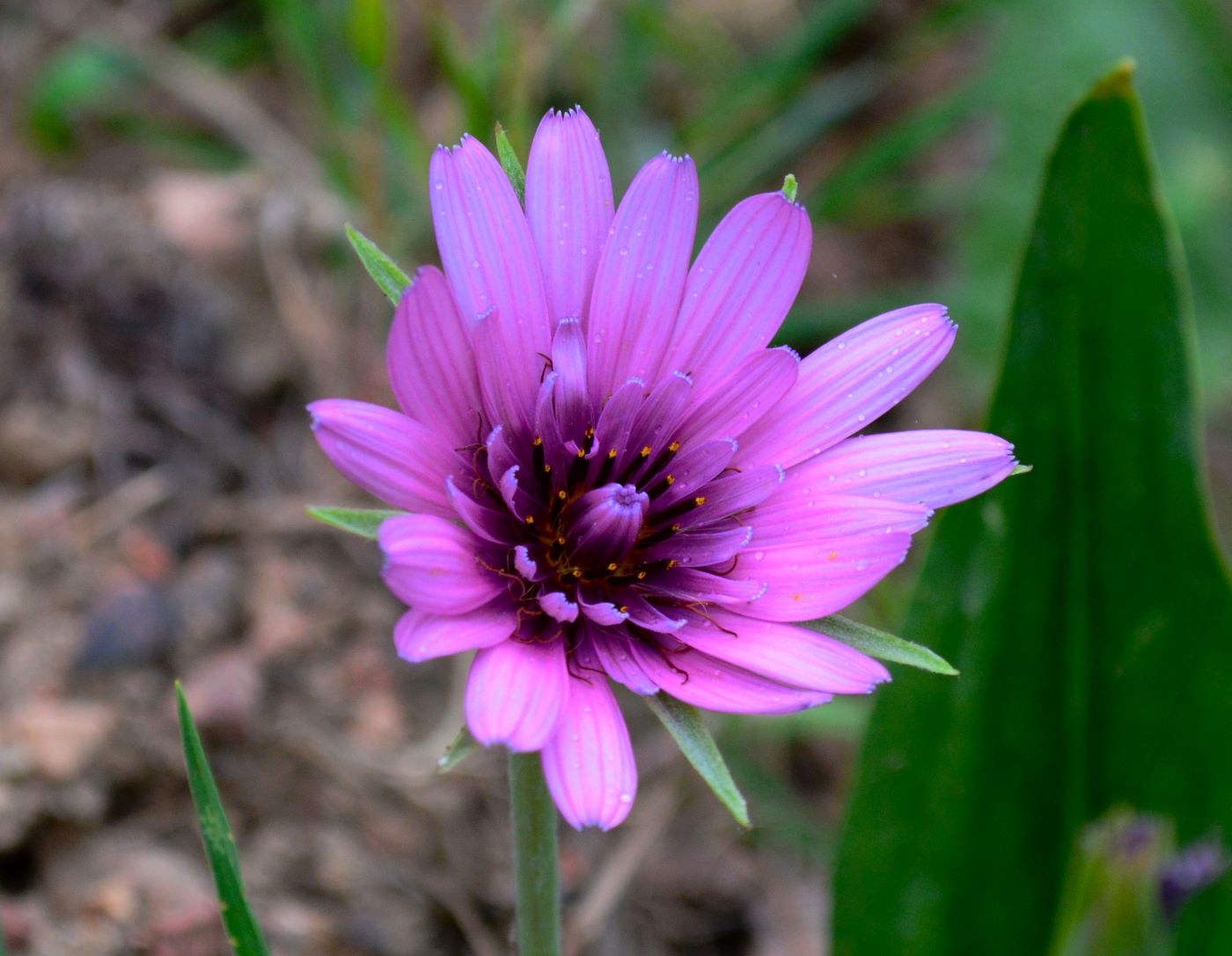 Image of Tragopogon malikus specimen.