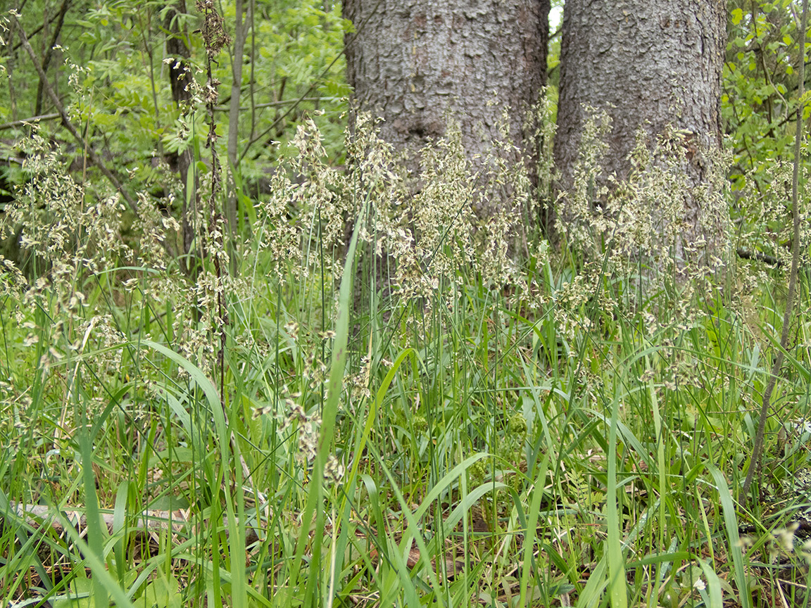 Image of Hierochloe odorata specimen.