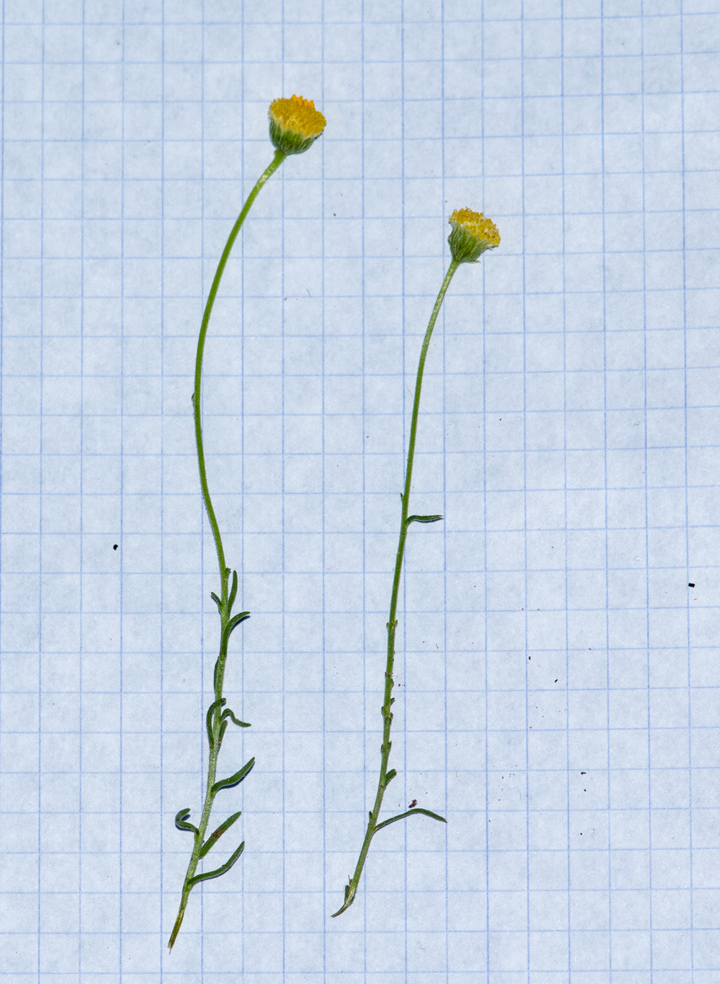 Image of Nolletia tenuifolia specimen.