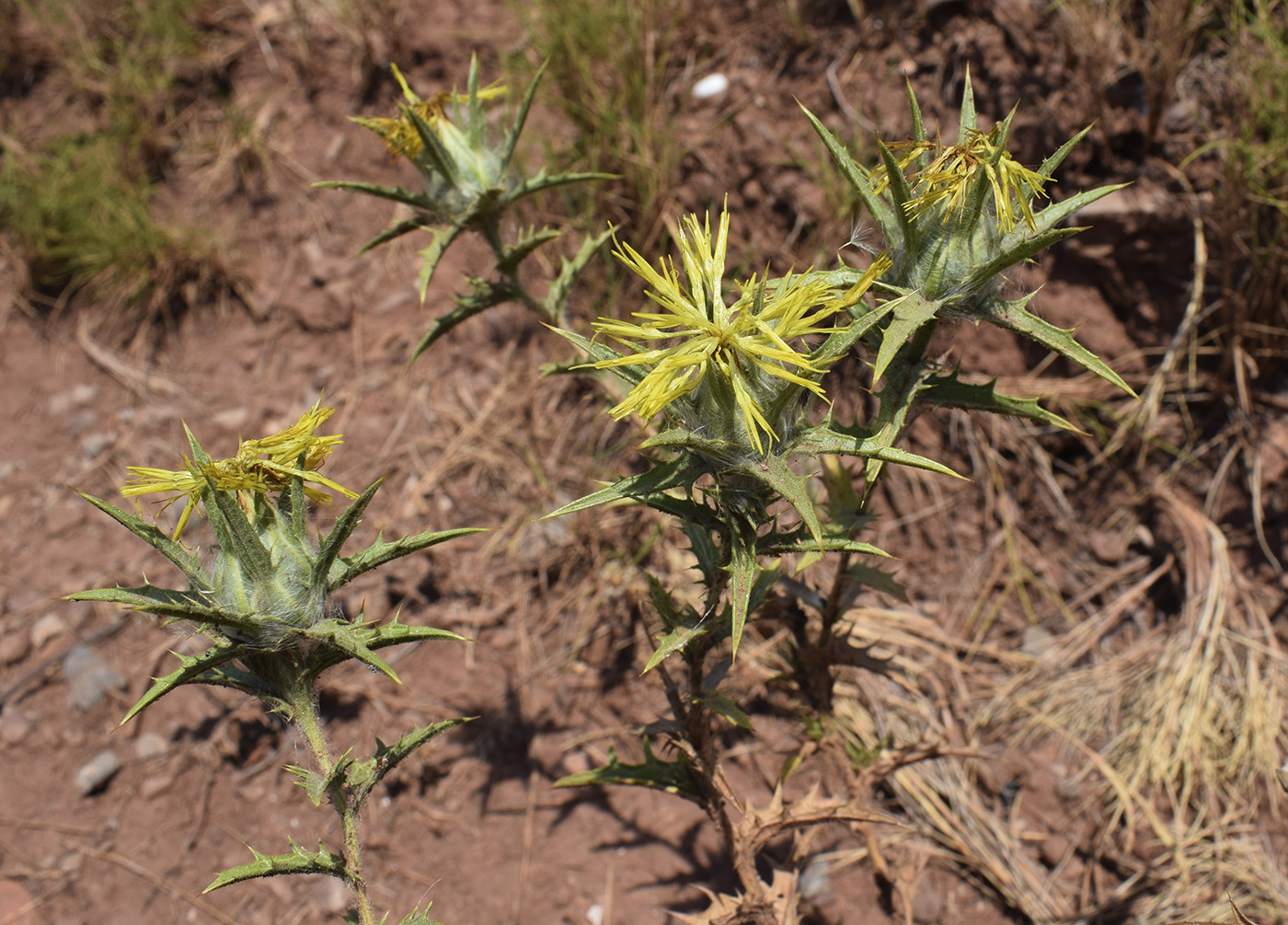 Изображение особи Carthamus lanatus.