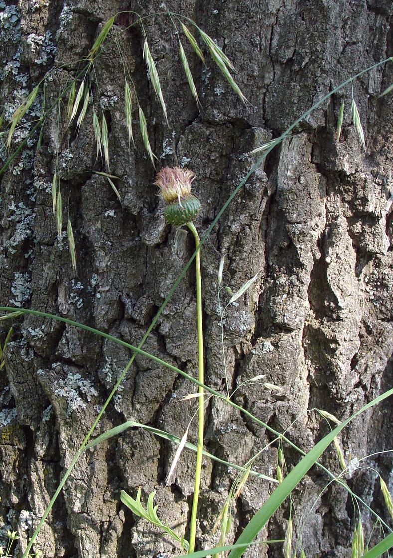 Image of Klasea gmelinii specimen.