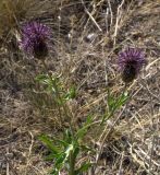 Centaurea scabiosa