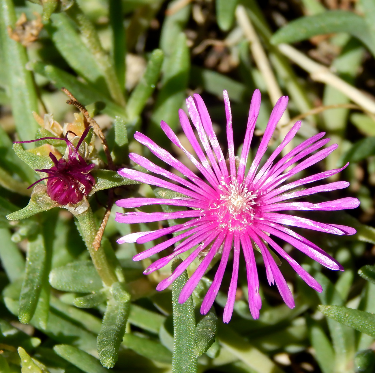 Image of Delosperma cooperi specimen.