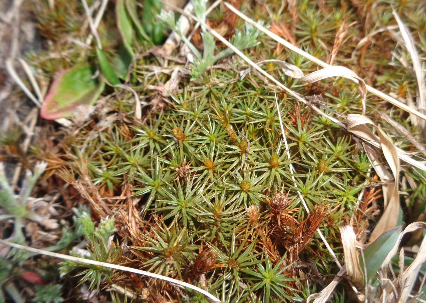 Image of Polytrichum juniperinum specimen.