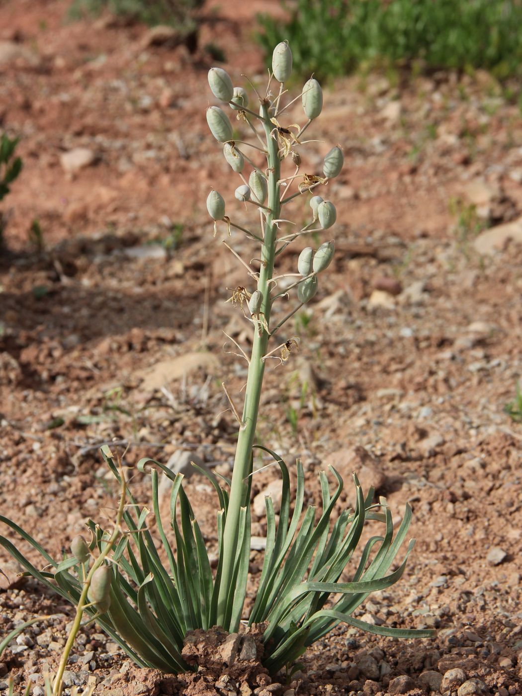 Изображение особи Eremurus luteus.