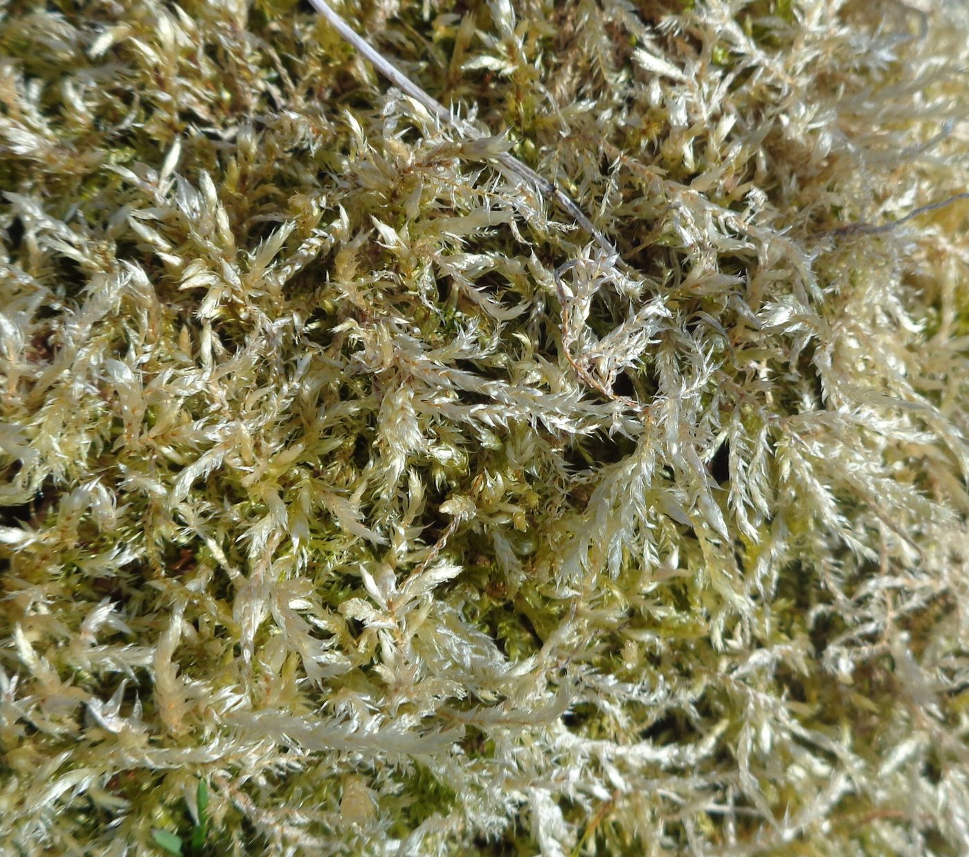 Image of familia Brachytheciaceae specimen.