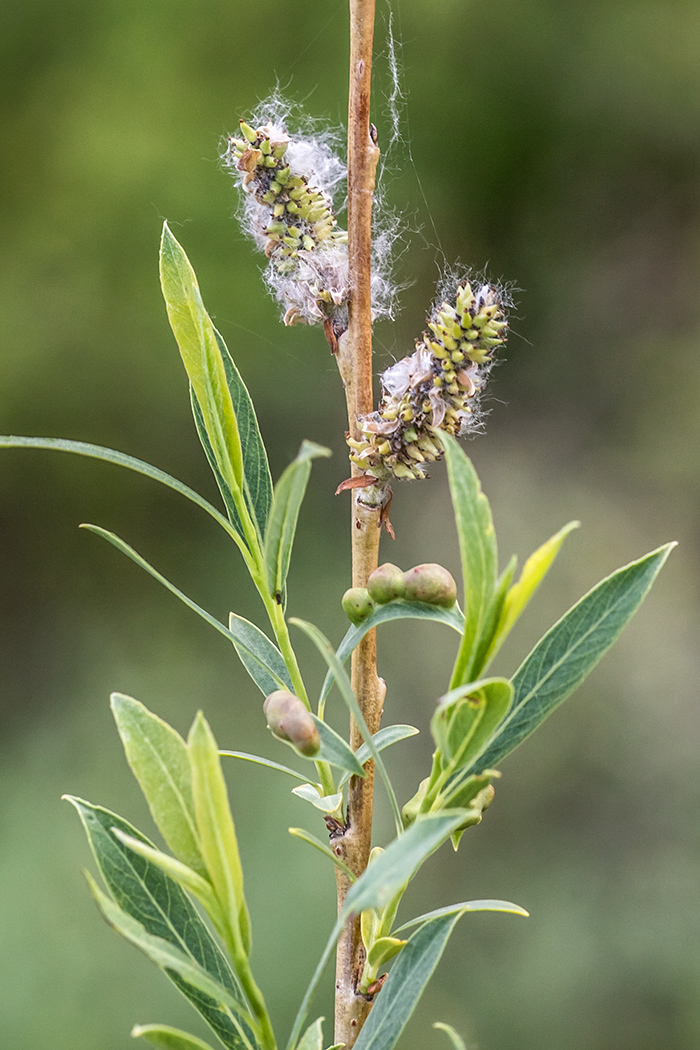 Image of Salix vinogradovii specimen.