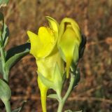 Linaria genistifolia подвид dalmatica. Цветки. Хорватия, Дубровник, гора Srd, травянистый склон с одиночными кустарниками. 28 августа 2010 г.