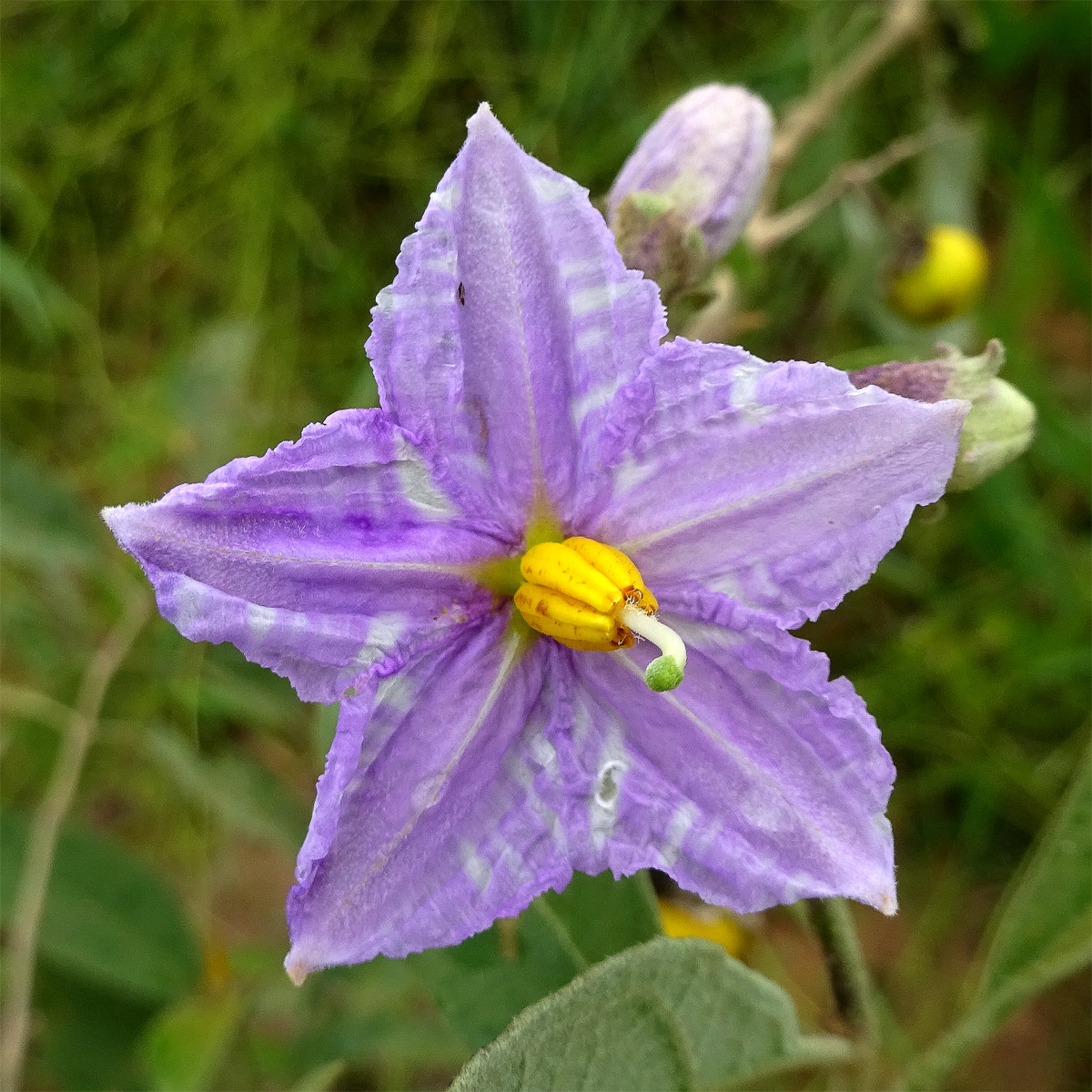 Изображение особи Solanum incanum.