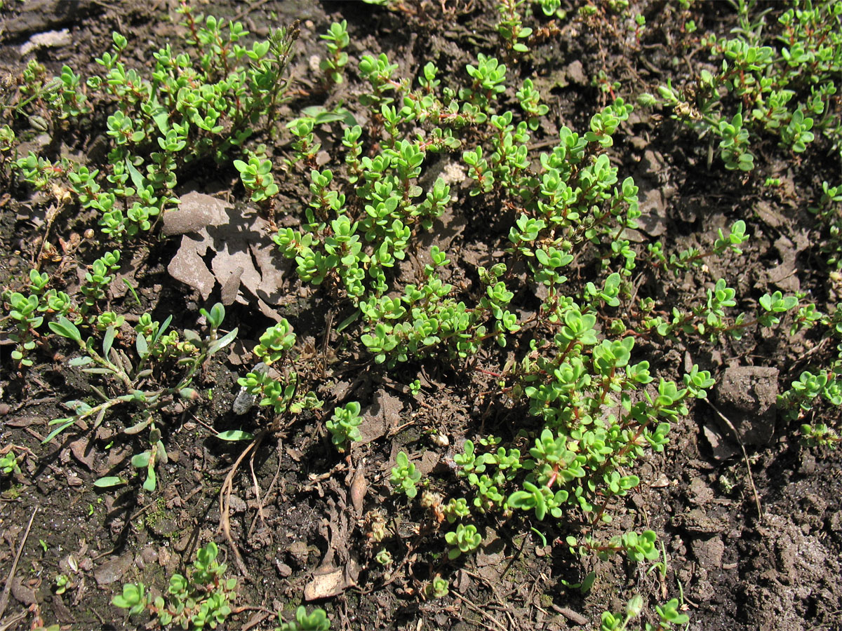 Image of Illecebrum verticillatum specimen.