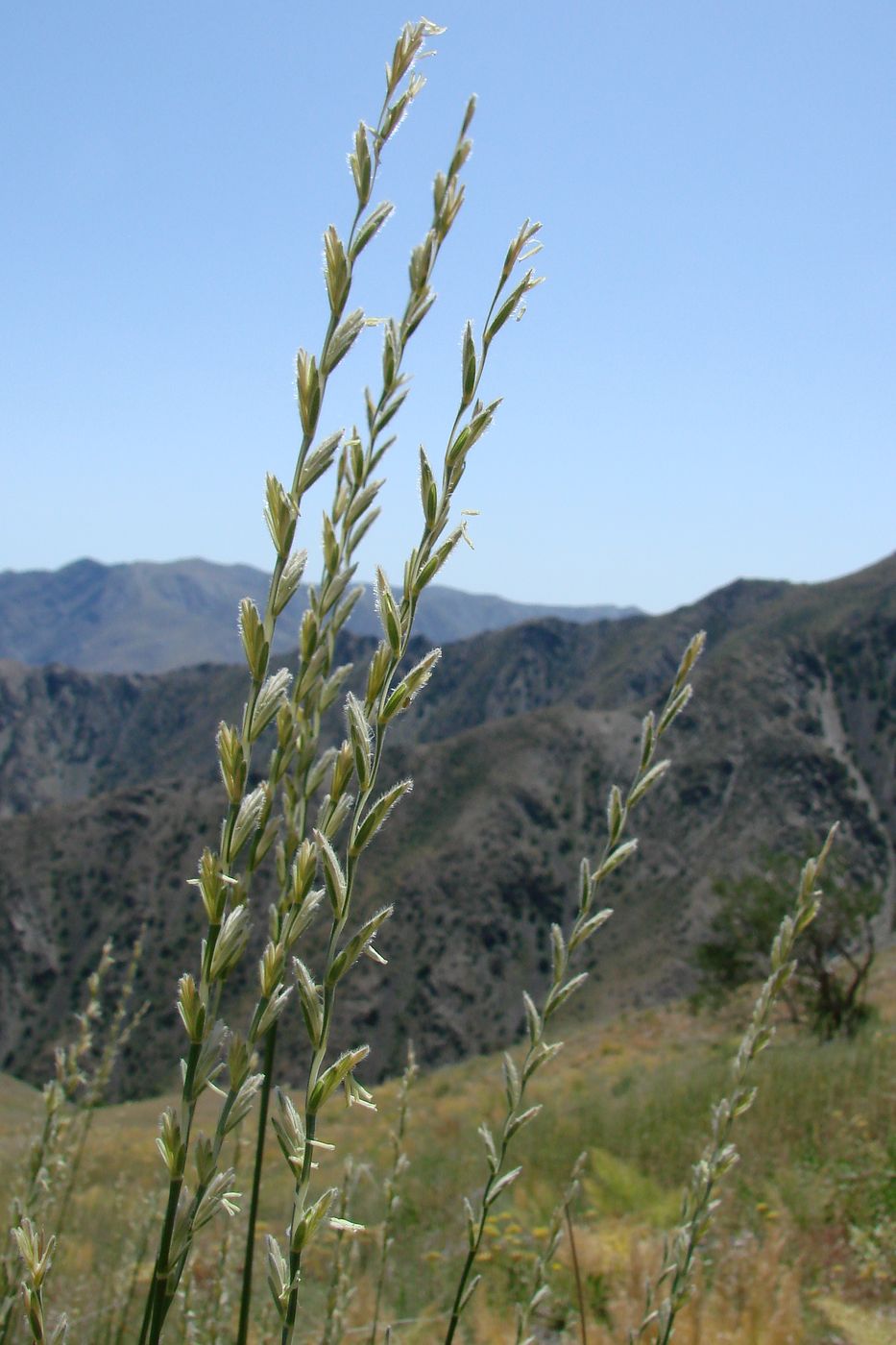 Изображение особи Elytrigia trichophora.