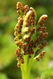 Botrychium boreale. Спороносная часть вайи. Мурманская обл., Восточный Мурман, окр. пос. Дальние Зеленцы. 05.08.2010.