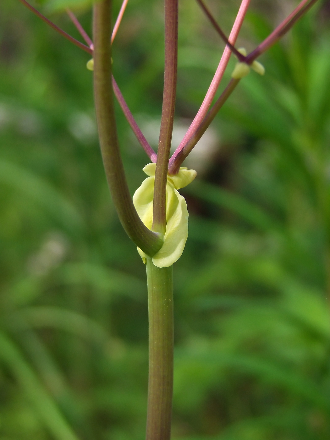 Image of Thalictrum contortum specimen.