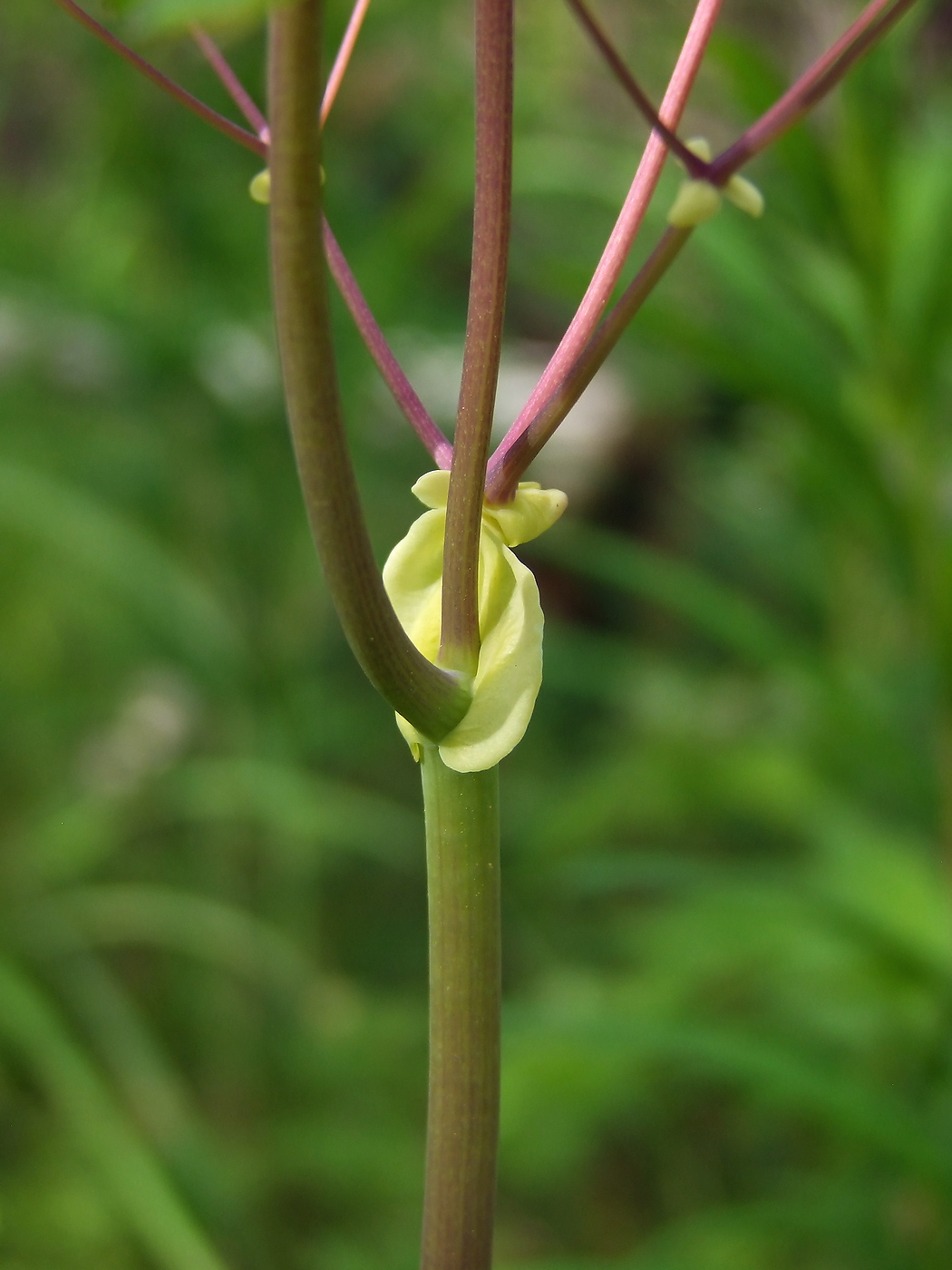 Изображение особи Thalictrum contortum.