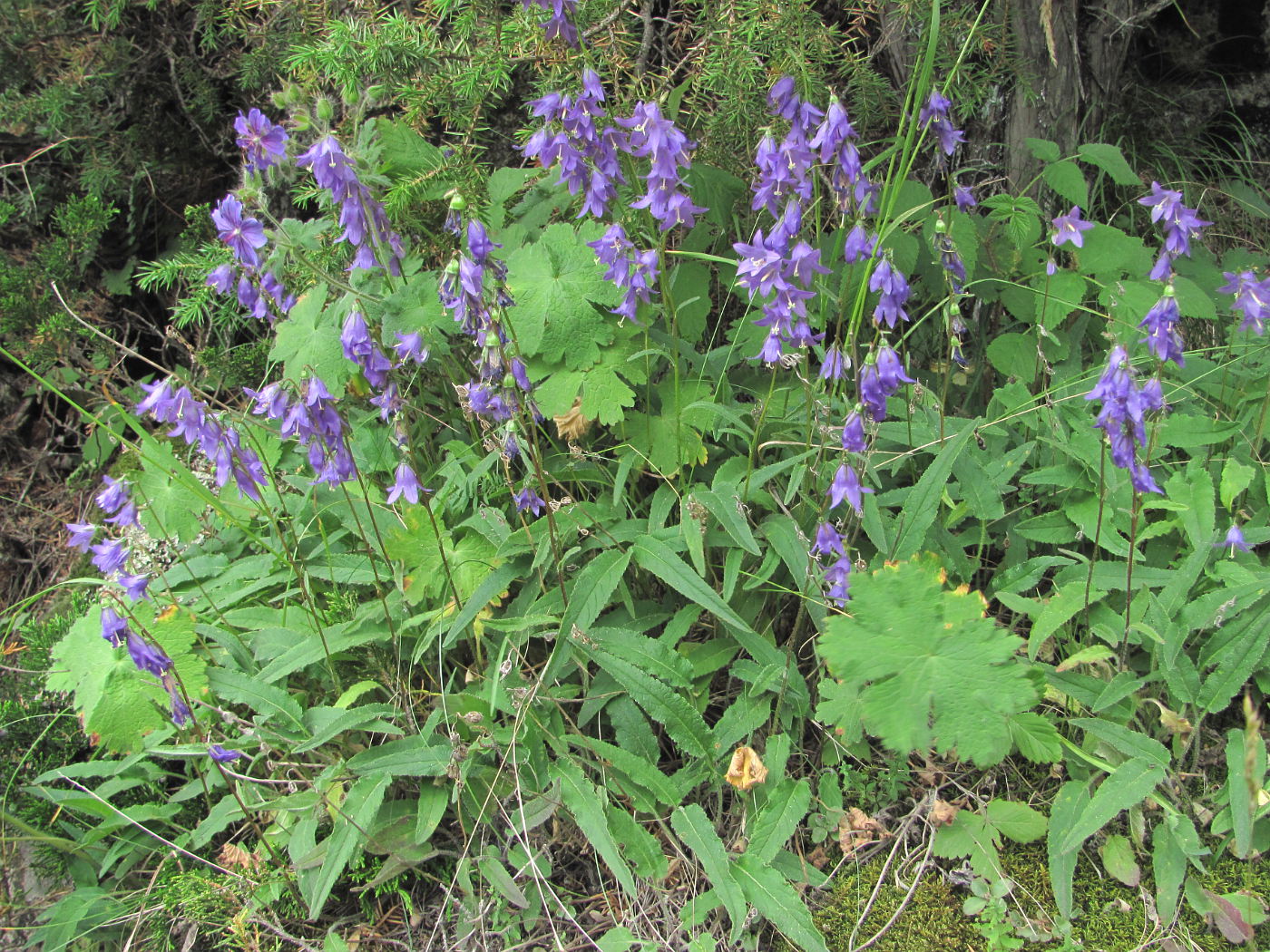 Изображение особи Campanula sarmatica.