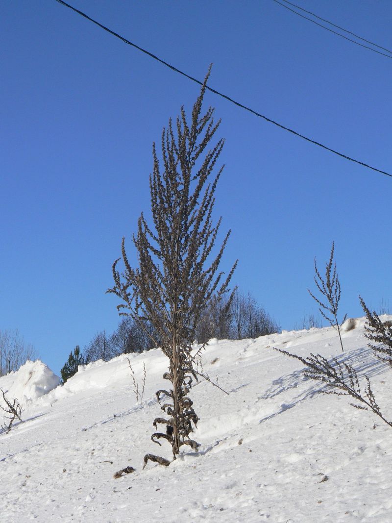 Image of Verbascum lychnitis specimen.