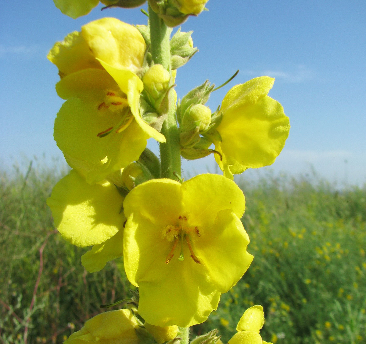 Image of Verbascum densiflorum specimen.