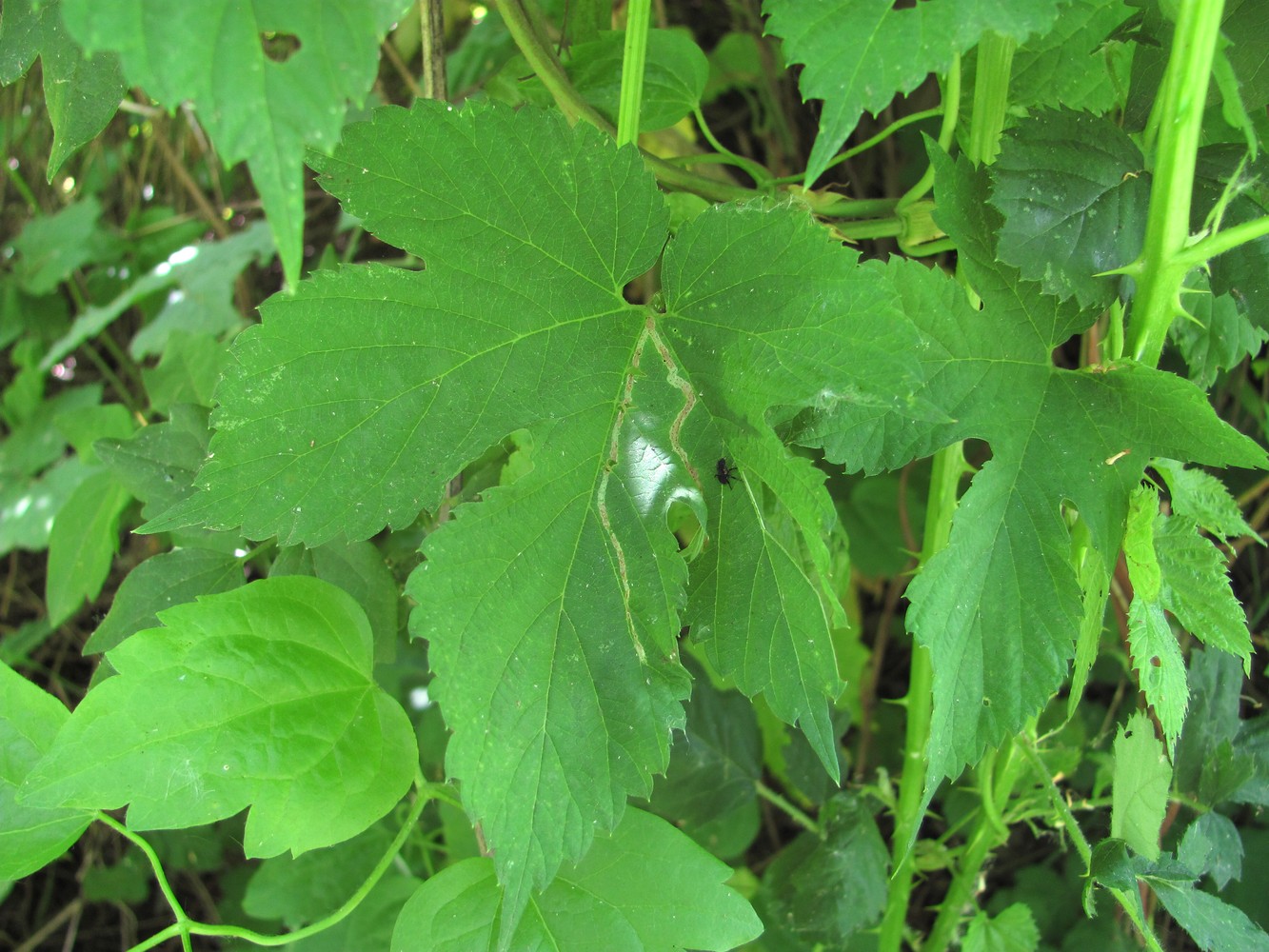 Изображение особи Humulus lupulus.