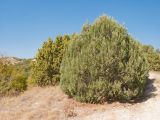 Juniperus excelsa. Взрослое дерево с шишкоягодами (за ним - Juniperus deltoides). Краснодарский край, м/о Анапа, окр. с. Варваровка, приморский каменистый склон. 31.08.2014.